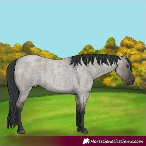Horse Color:Grullo Roan 
