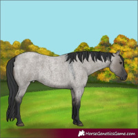 Horse Color:Grullo Roan 