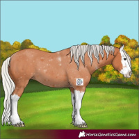 Horse Color:Silver Bay Splash