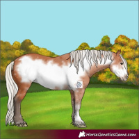Horse Color:Silver Bay Frame 