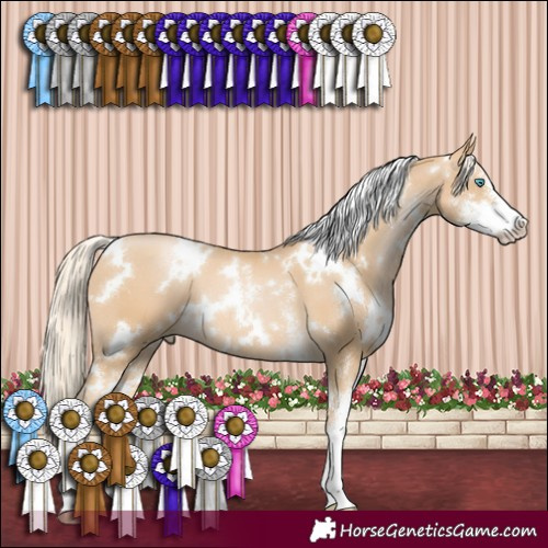 Horse Color:White Spotted Palomino Pearl Sabino 