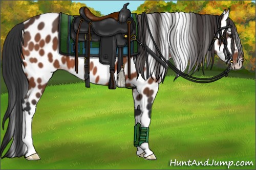 Horse Color:Bay Appaloosa 