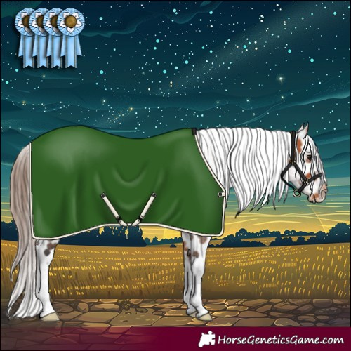 Horse Color:Bay Roan Appaloosa 