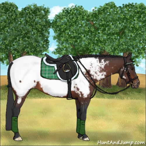 Horse Color:Brown Appaloosa 