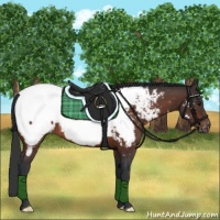 Horse Color:Brown Appaloosa