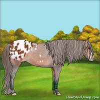 Horse Color:Bay Appaloosa 