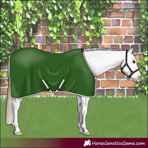 Horse Color:Brown Appaloosa Rabicano 