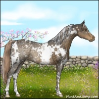 Horse Color:White Spotted Chocolate Palomino Rabicano