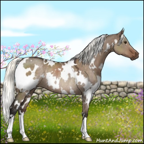 Horse Color:White Spotted Liver Red Dun Mushroom Rabicano 