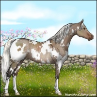 Horse Color:White Spotted Liver Red Dun Mushroom Rabicano 