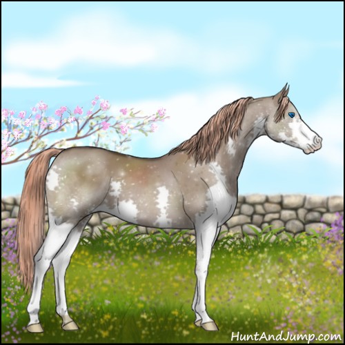 Horse Color:Liver Red Dun Splash 