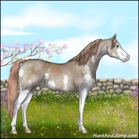 Horse Color:Liver Red Dun Splash 