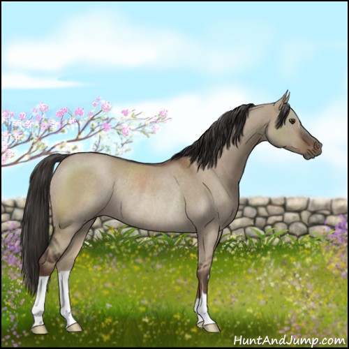 Horse Color:Liver Red Dun Rabicano 