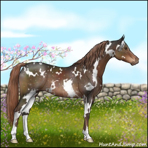 Horse Color:White Spotted Liver Chestnut 