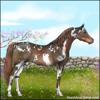 Horse Color:White Spotted Liver Chestnut 