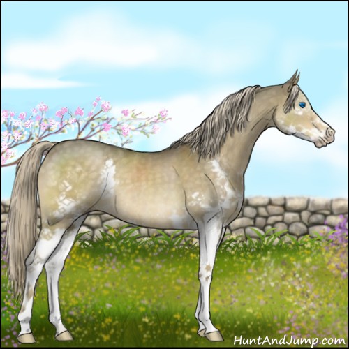 Horse Color:Chocolate Palomino Dun Splash 