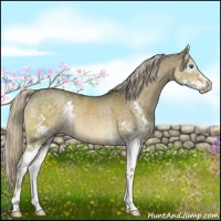 Horse Color:Chocolate Palomino Dun Splash 