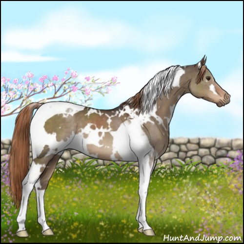 Horse Color:White Spotted Liver Red Dun Tobiano