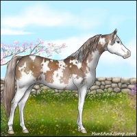 Horse Color:White Spotted Liver Chestnut Sabino Splash 