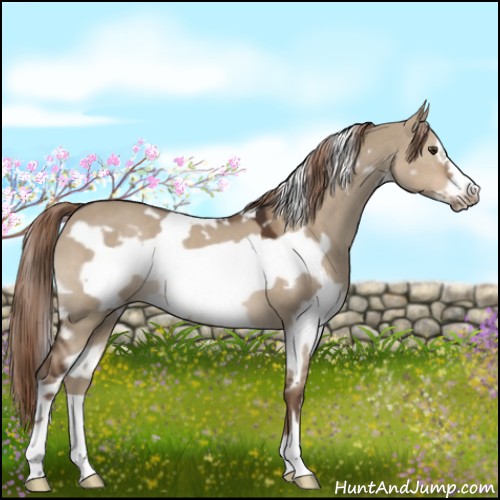 Horse Color:White Spotted Liver Red Dun Frame 