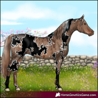 Horse Color:White Spotted Liver Red Dun Brindle 