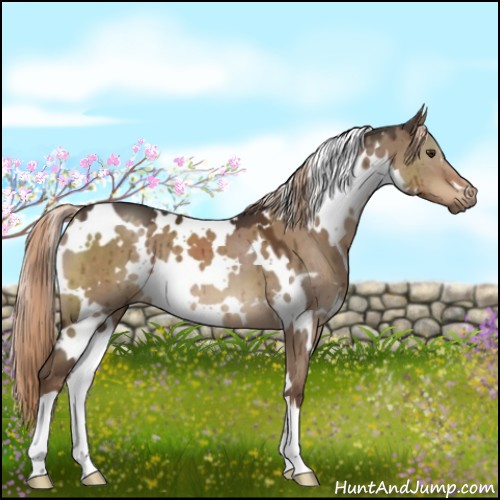 Horse Color:White Spotted Liver Red Dun 