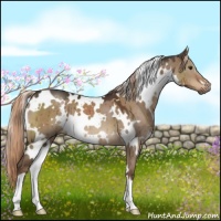 Horse Color:White Spotted Liver Red Dun 