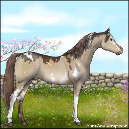 Horse Color:White Spotted Liver Red Dun 
