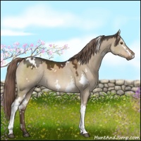 Horse Color:White Spotted Liver Red Dun 