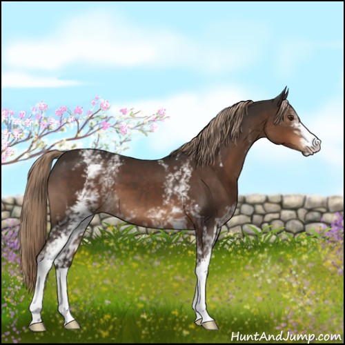 Horse Color:White Spotted Liver Chestnut 
