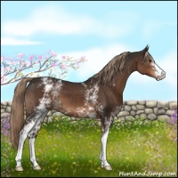Horse Color:White Spotted Liver Chestnut 