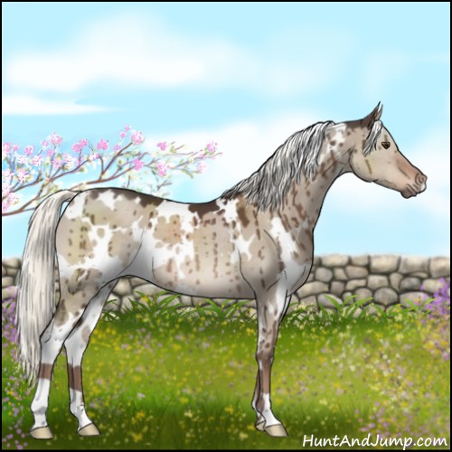 Horse Color:White Spotted Liver Red Dun Mushroom Brindle 
