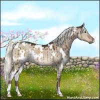 Horse Color:White Spotted Liver Red Dun Mushroom Brindle
