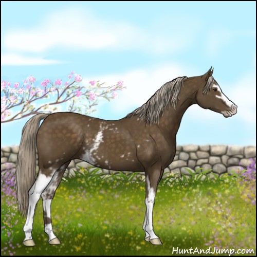 Horse Color:White Spotted Chocolate Palomino Sabino