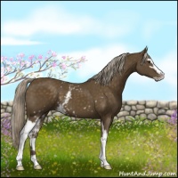 Horse Color:White Spotted Chocolate Palomino Sabino 