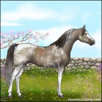 Horse Color:White Spotted Liver Red Dun Tobiano Brindle 