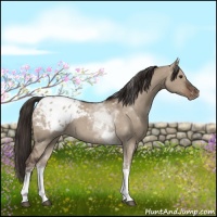 Horse Color:Liver Red Dun Tobiano Appaloosa 