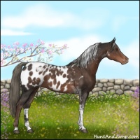 Horse Color:Liver Chestnut Tobiano Appaloosa