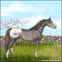 Horse Color:White Spotted Liver Red Dun Appaloosa 