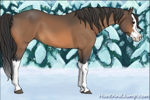 Horse Color:Buckskin Splash 
