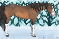 Horse Color:Buckskin Splash 