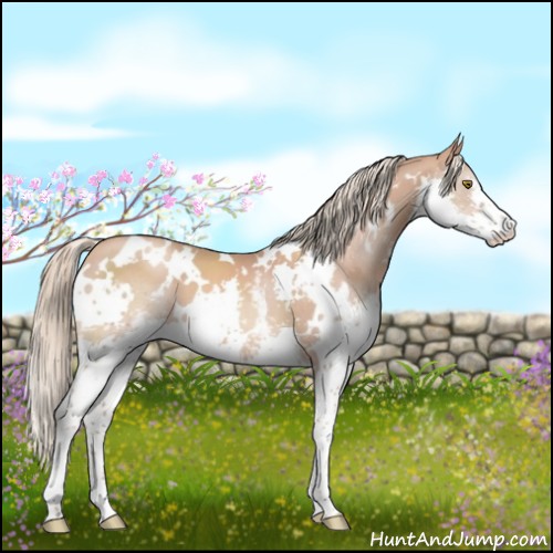 Horse Color:White Spotted Gold Champagne Splash 