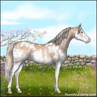 Horse Color:White Spotted Gold Champagne Splash 