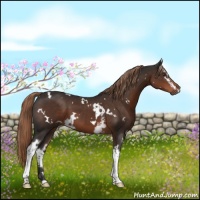 Horse Color:White Spotted Liver Chestnut
