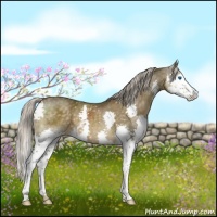 Horse Color:White Spotted Chocolate Palomino Splash 