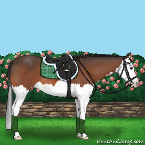 Horse Color:Bay Splash 