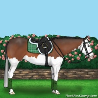 Horse Color:Bay Splash 