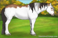Horse Color:Bay Splash Frame 
