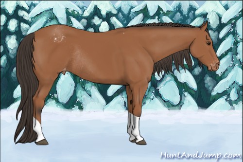 Horse Color:Bay Tobiano Appaloosa Rabicano 