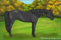 Horse Color:Smoky Black